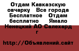 Отдам Кавказскую овчарку - Все города Бесплатное » Отдам бесплатно   . Ямало-Ненецкий АО,Салехард г.